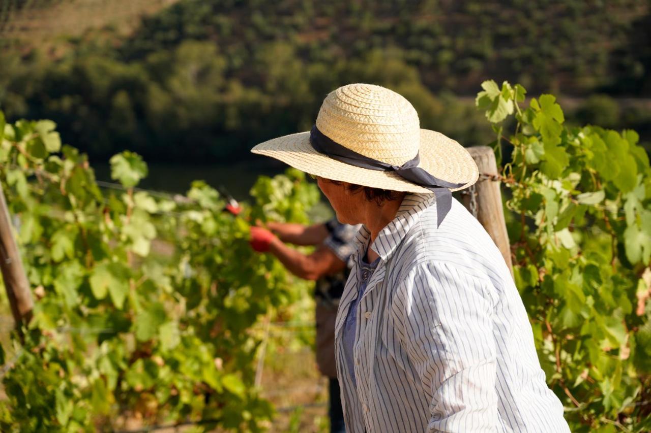 Quinta De S. Jose - Turismo Rural Ervedosa do Douro Eksteriør billede